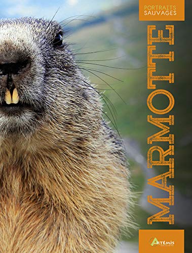 MARMOTTE